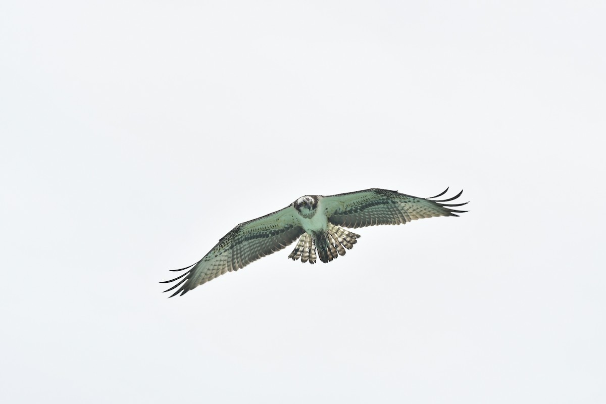 Osprey - ML220783261