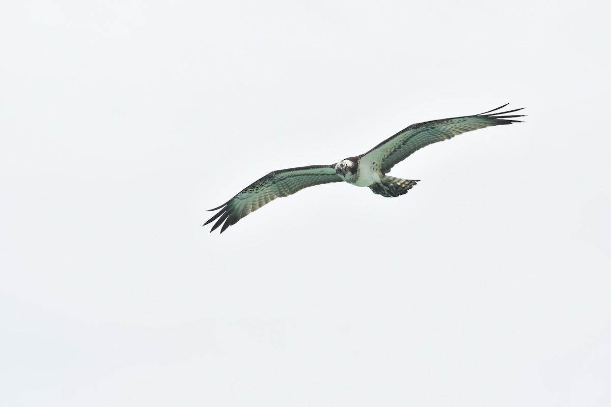 Osprey - AJU RAJU