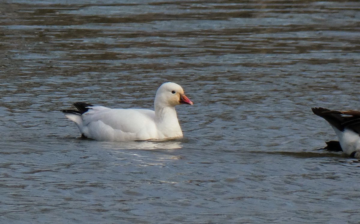 Ross's Goose - ML220783301