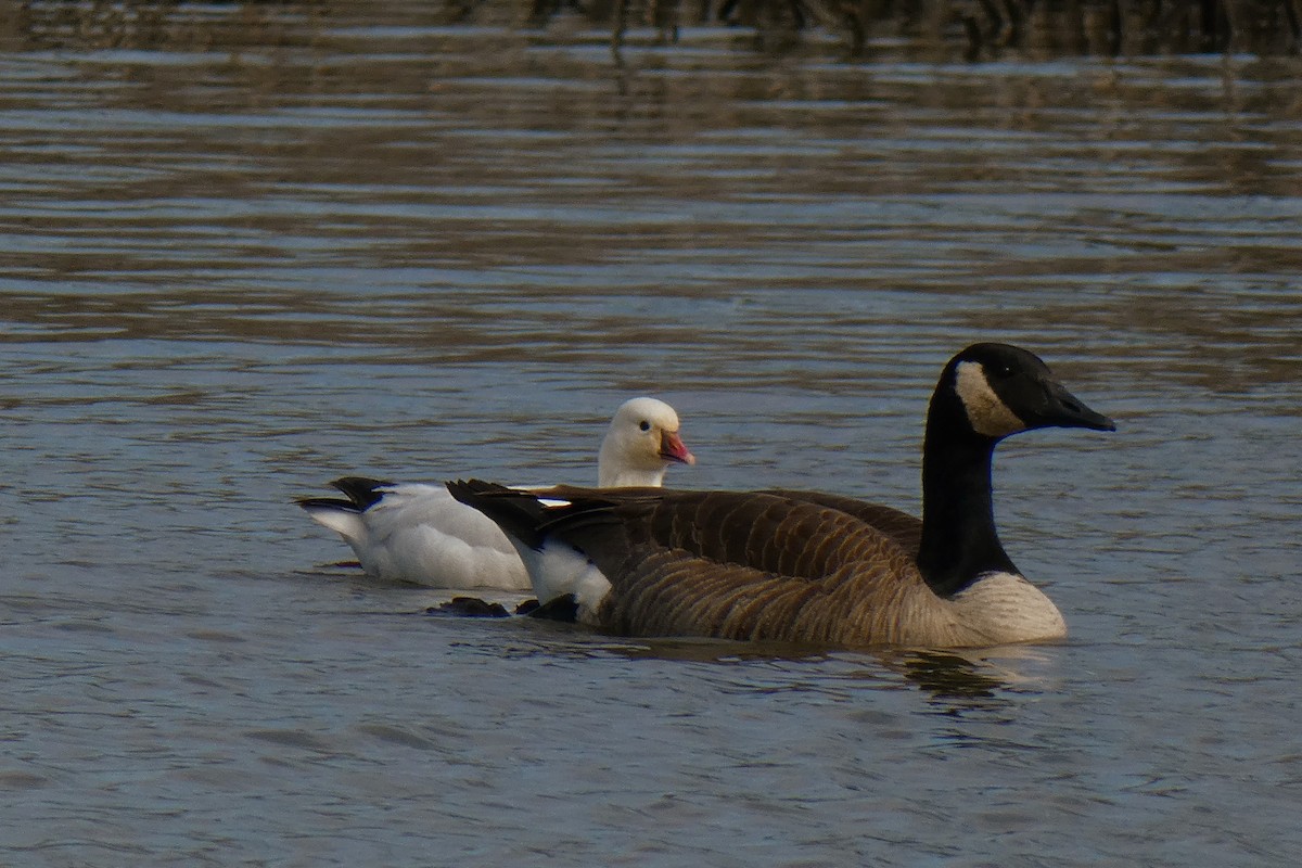 Ross's Goose - ML220783311