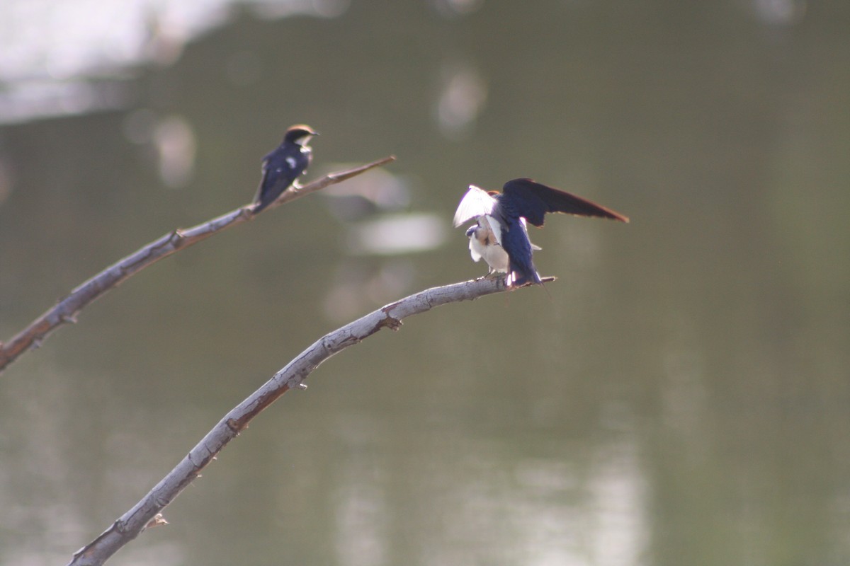 Wire-tailed Swallow - ML220783371