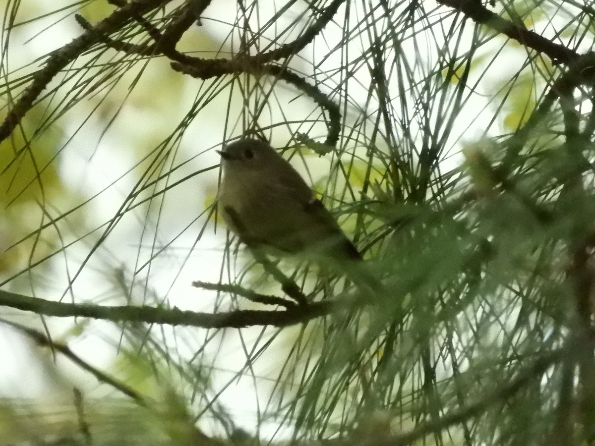 Ruby-crowned Kinglet - ML220785051