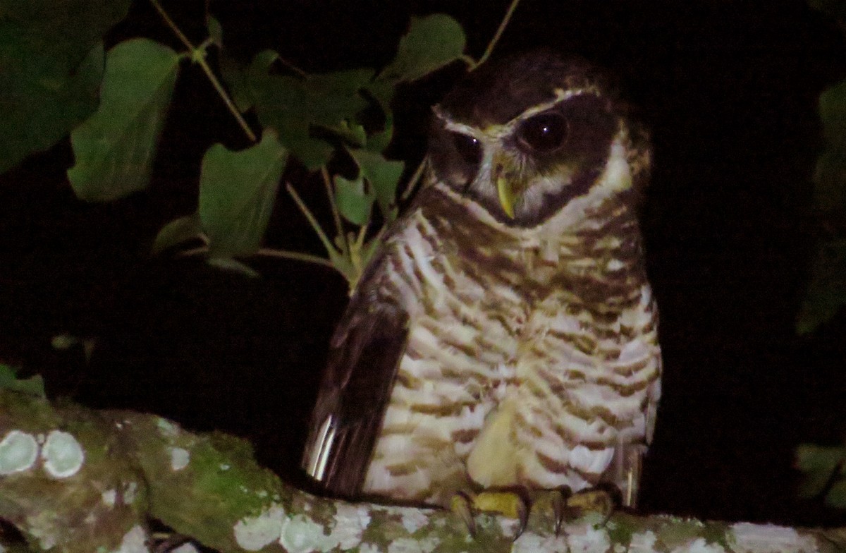Band-bellied Owl - ML220785581