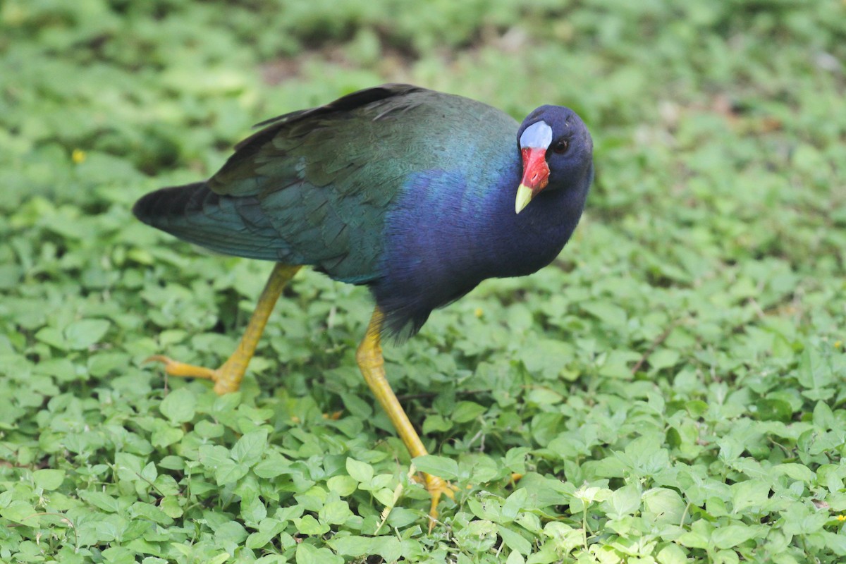 Purple Gallinule - ML220785671