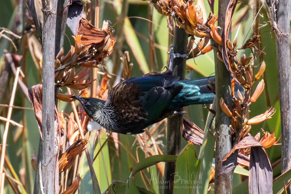 Tui - ML220786601