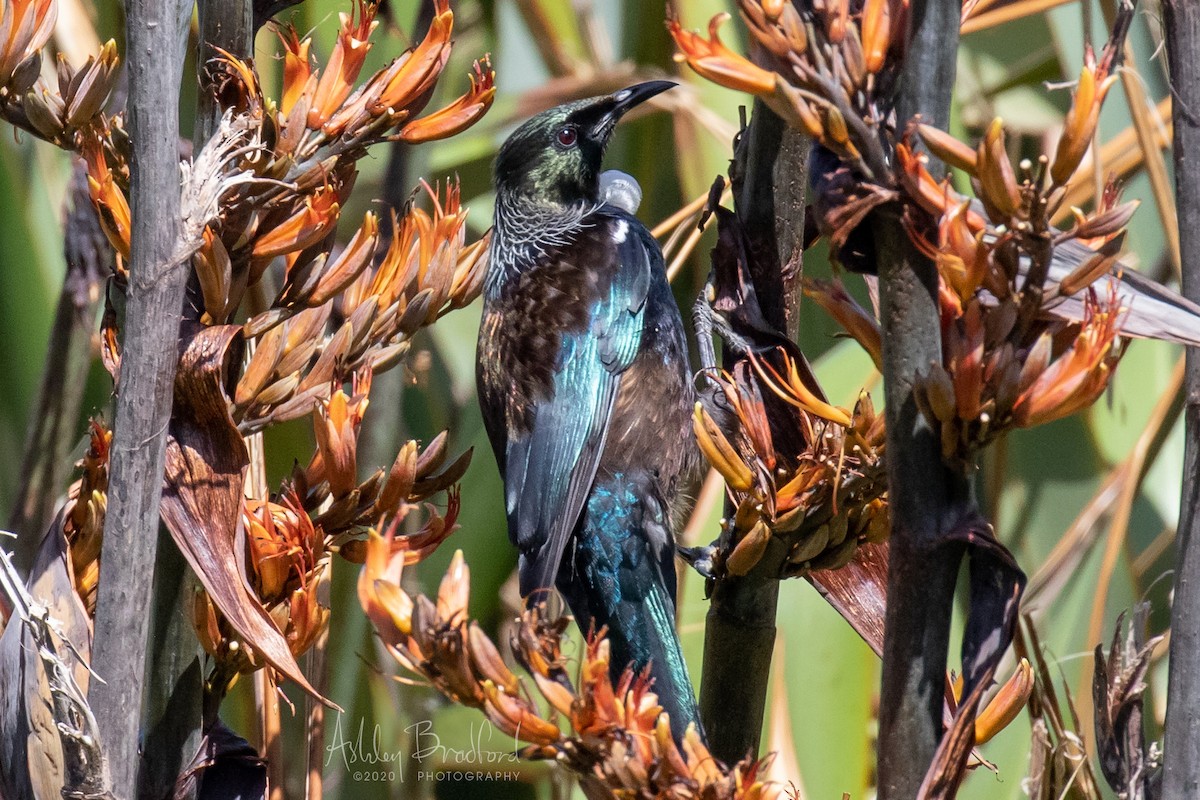 Tui - ML220786621