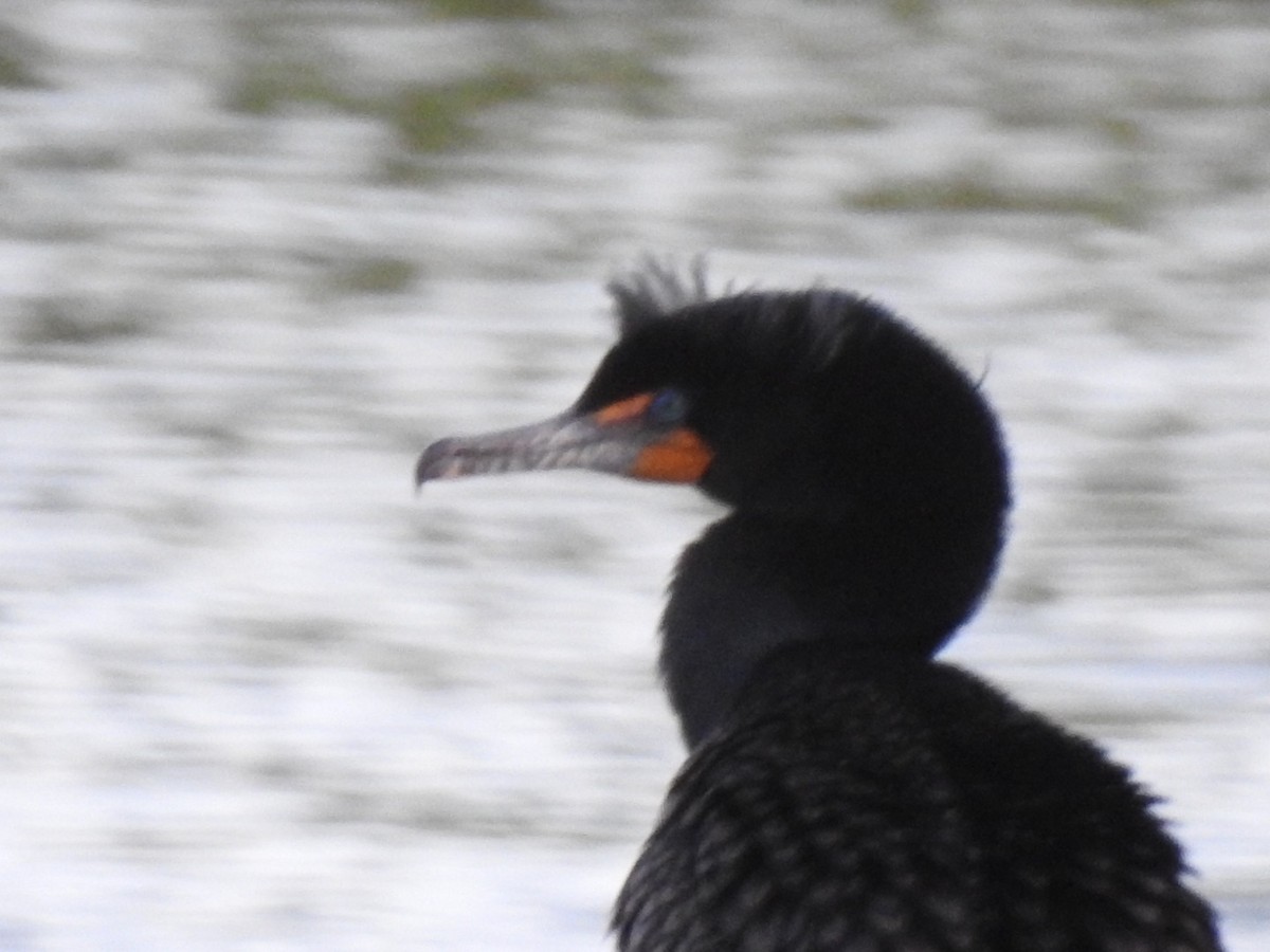 Cormorán Orejudo - ML220786741