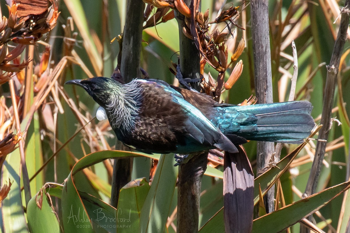 Tui - ML220786781