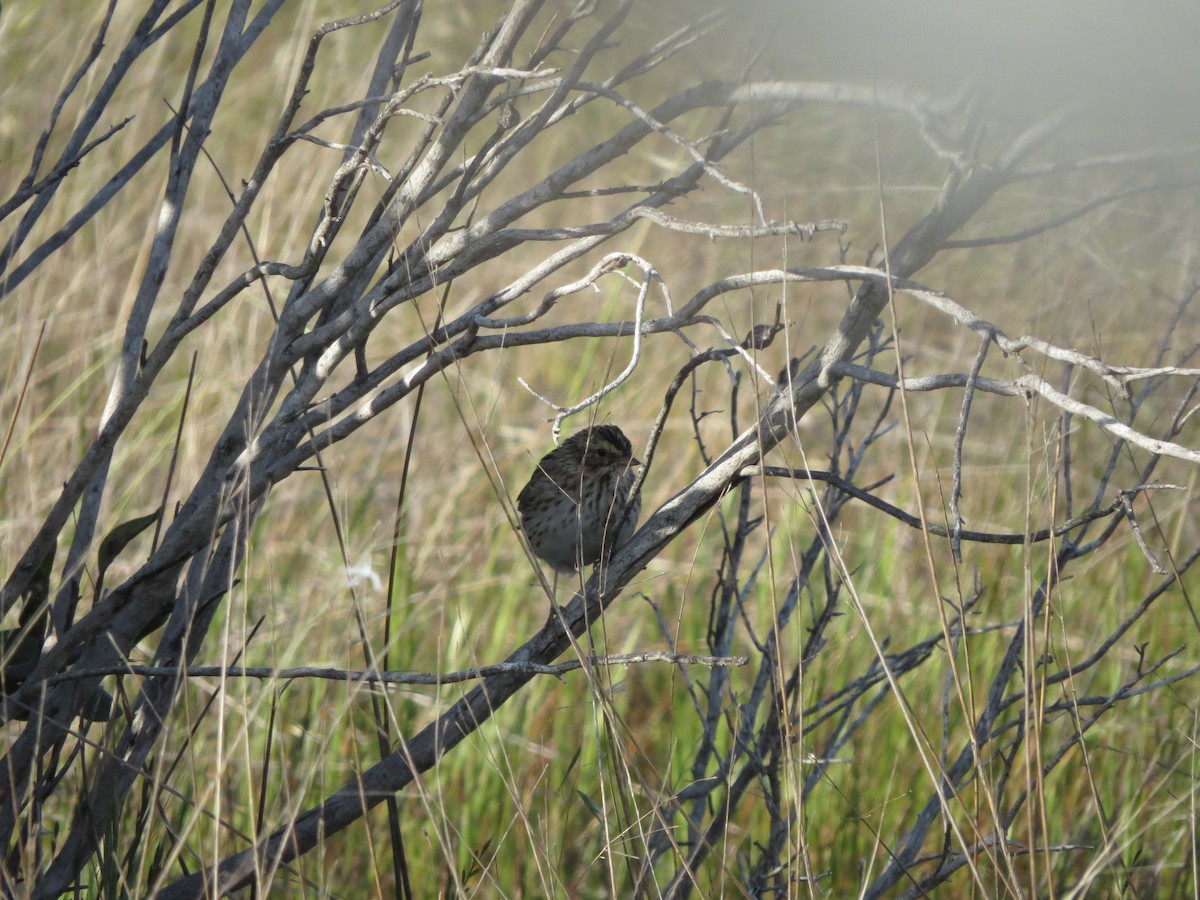 Savannah Sparrow - Abbie Valine