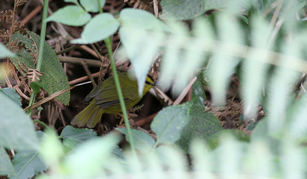 Black-crested Warbler - ML22078731