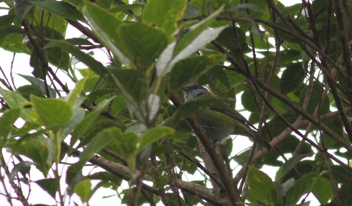 Black-capped Tanager - ML22078771
