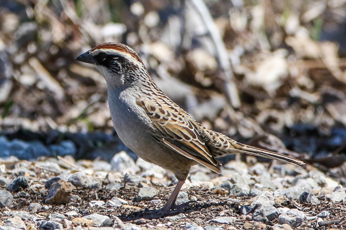 Striped Sparrow - ML220789081