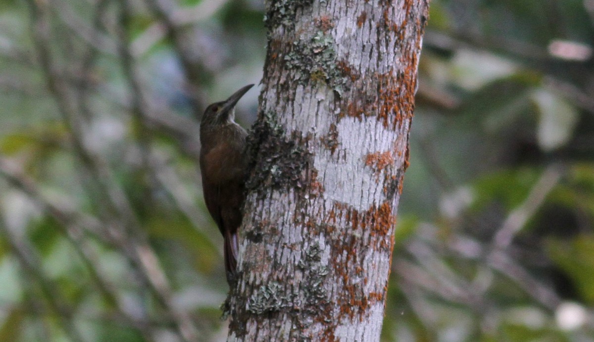 Strong-billed Woodcreeper (Andean/Northern) - ML22078961
