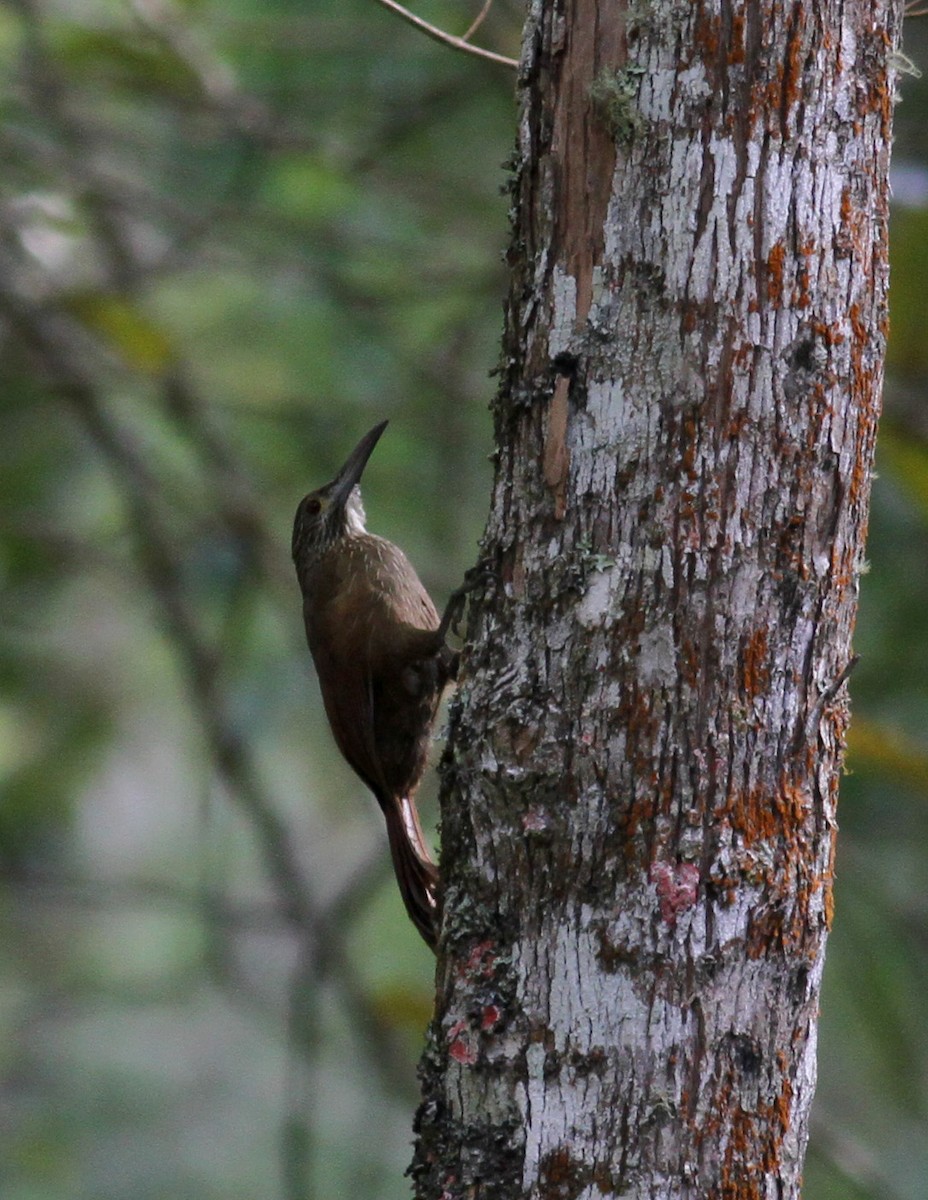 Strong-billed Woodcreeper (Andean/Northern) - ML22078971