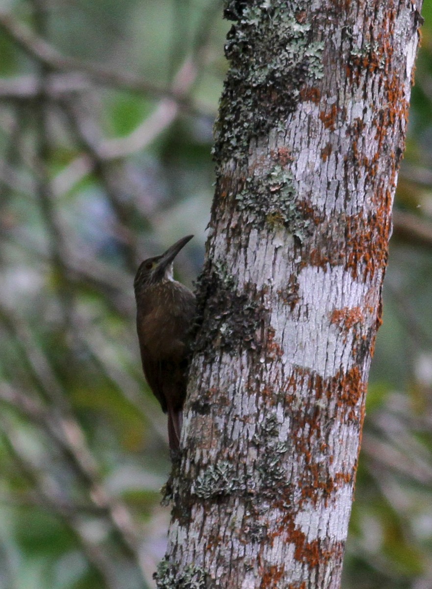 Strong-billed Woodcreeper (Andean/Northern) - ML22078981