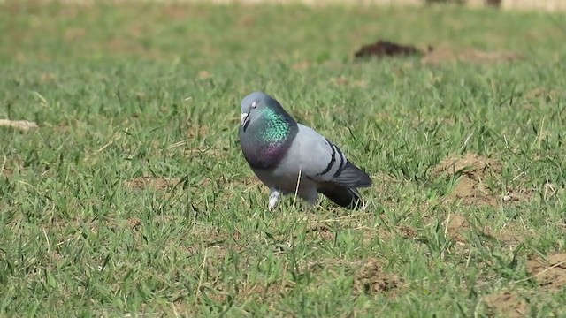 Rock Pigeon (Feral Pigeon) - ML220790171