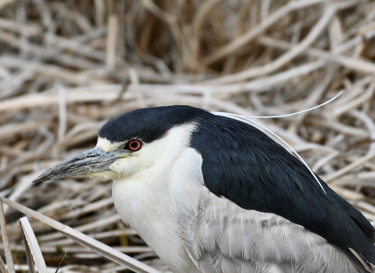 Black-crowned Night Heron - ML220792291