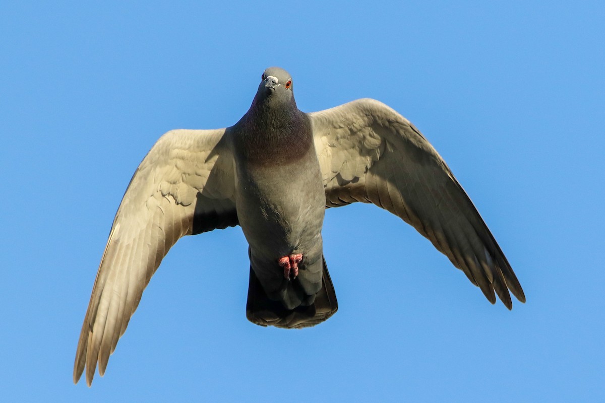 Rock Pigeon (Feral Pigeon) - ML220792911