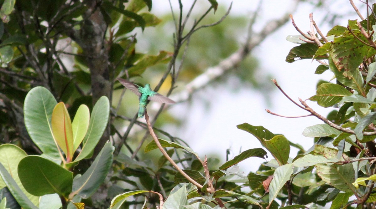 blåørekolibri (cyanotus/crissalis) - ML22079381