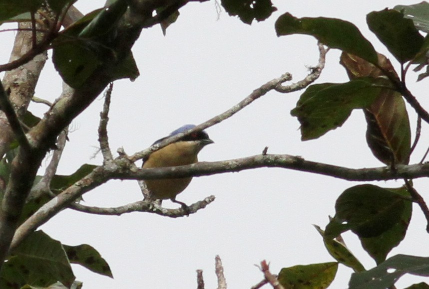 Fawn-breasted Tanager - Jay McGowan