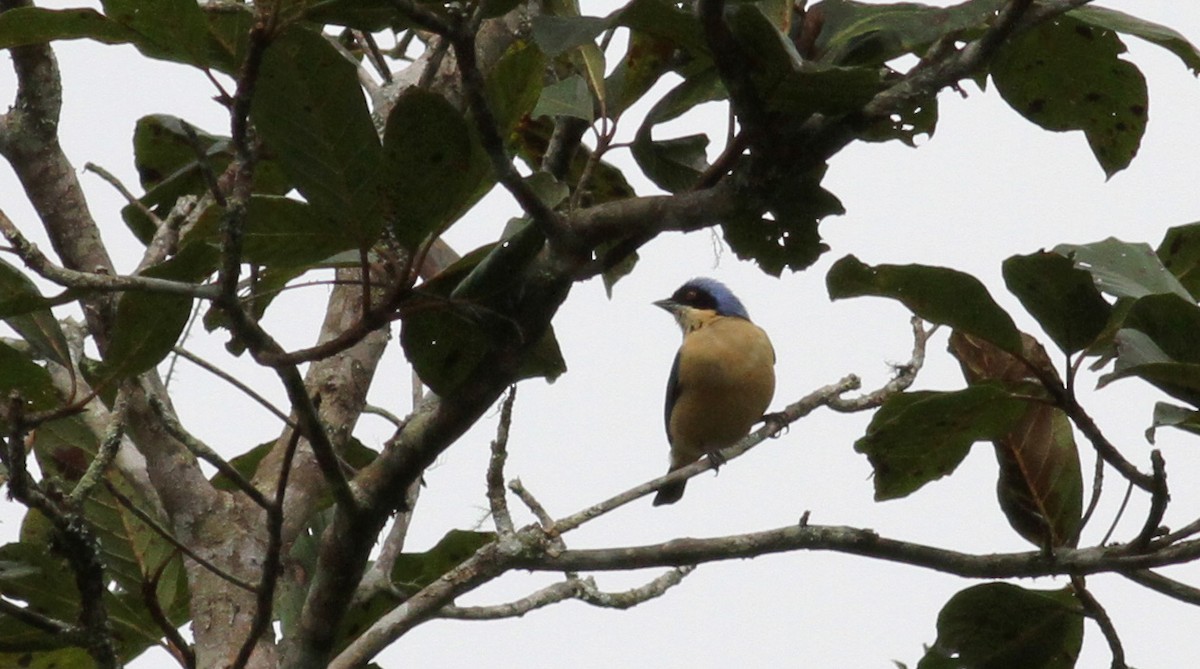 Fawn-breasted Tanager - ML22079401