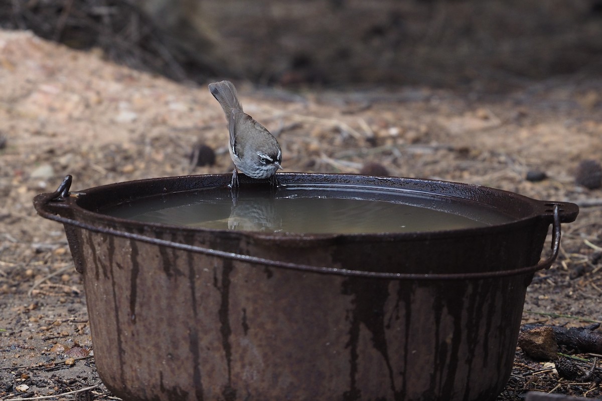 Spotted Scrubwren - Isaac Clarey