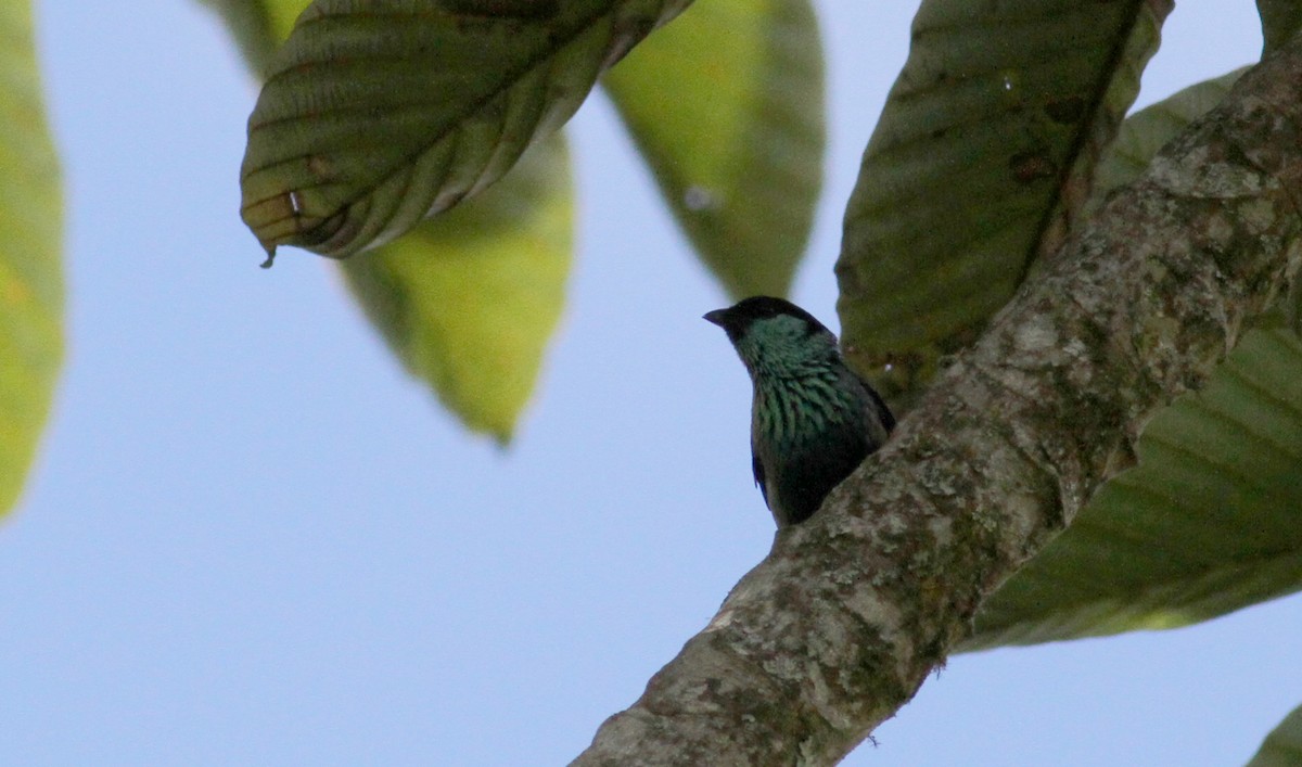 Black-capped Tanager - ML22079461