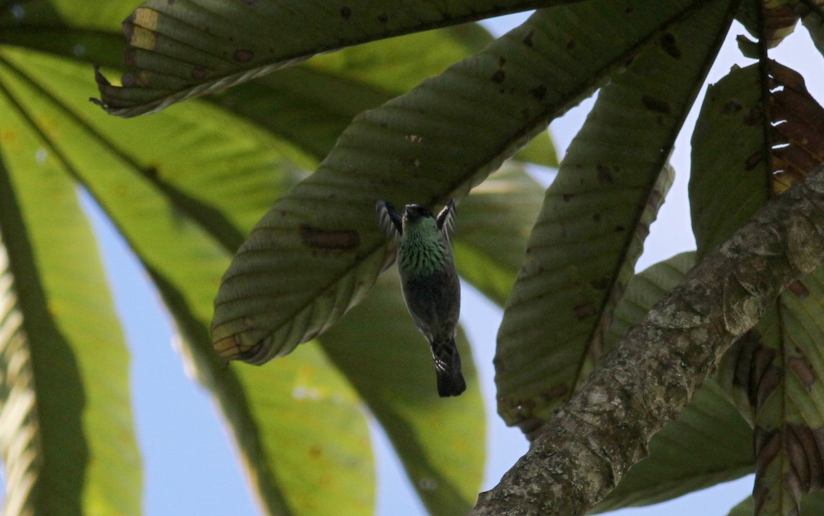 Black-capped Tanager - ML22079471