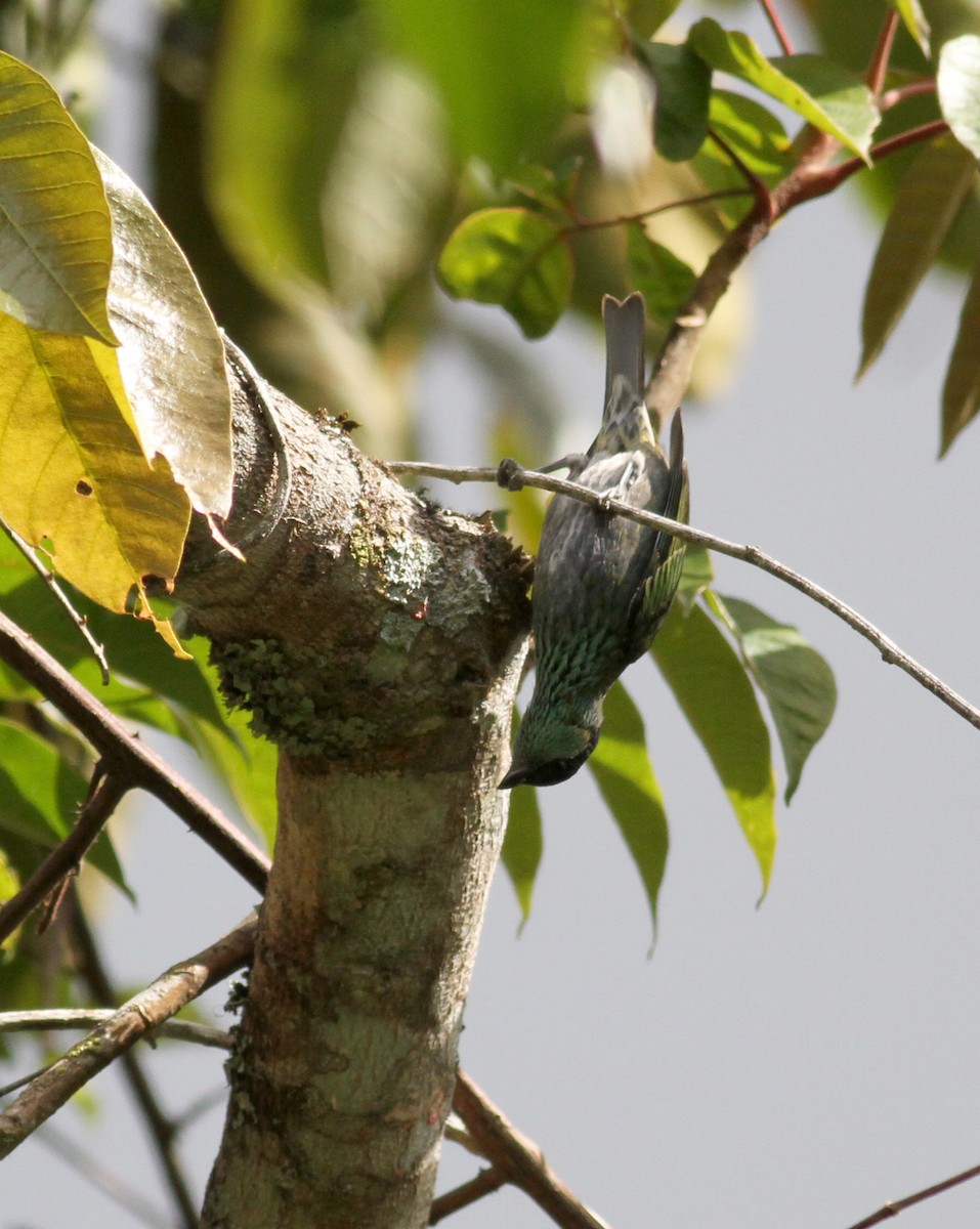 Black-capped Tanager - ML22079481