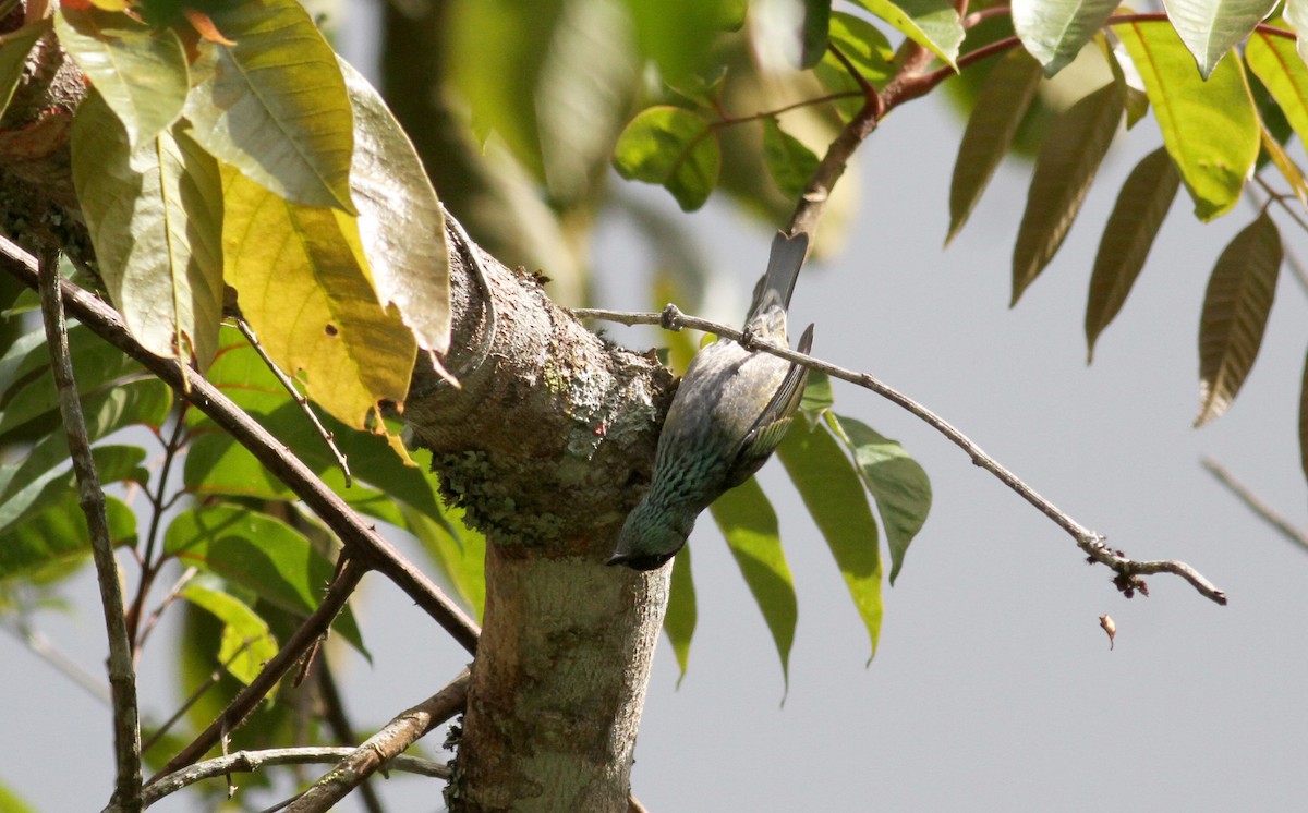 Black-capped Tanager - ML22079491