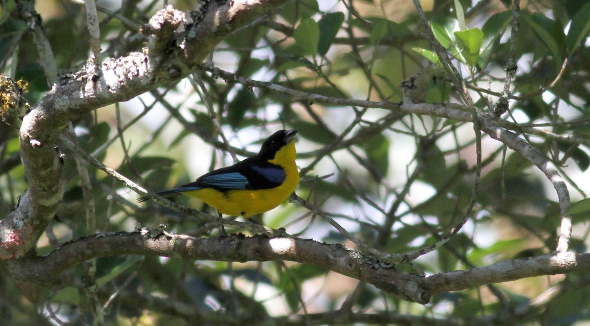 Blue-winged Mountain Tanager (Blue-winged) - ML22079511