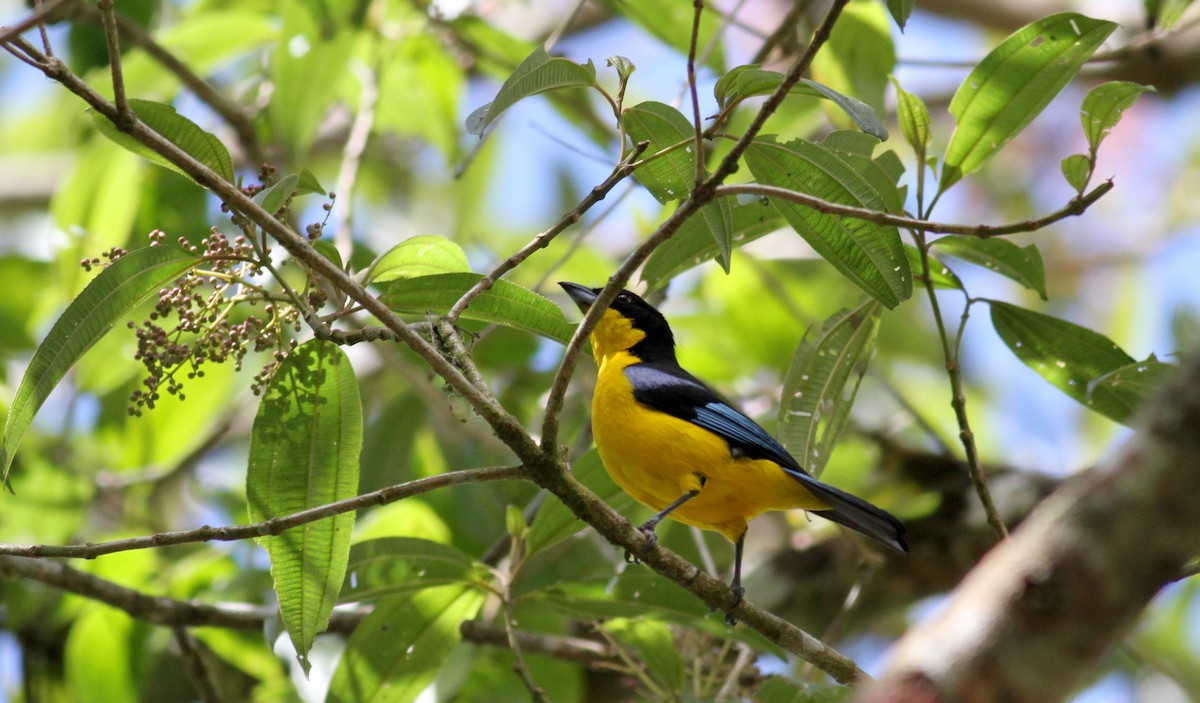 Blue-winged Mountain Tanager (Blue-winged) - ML22079521
