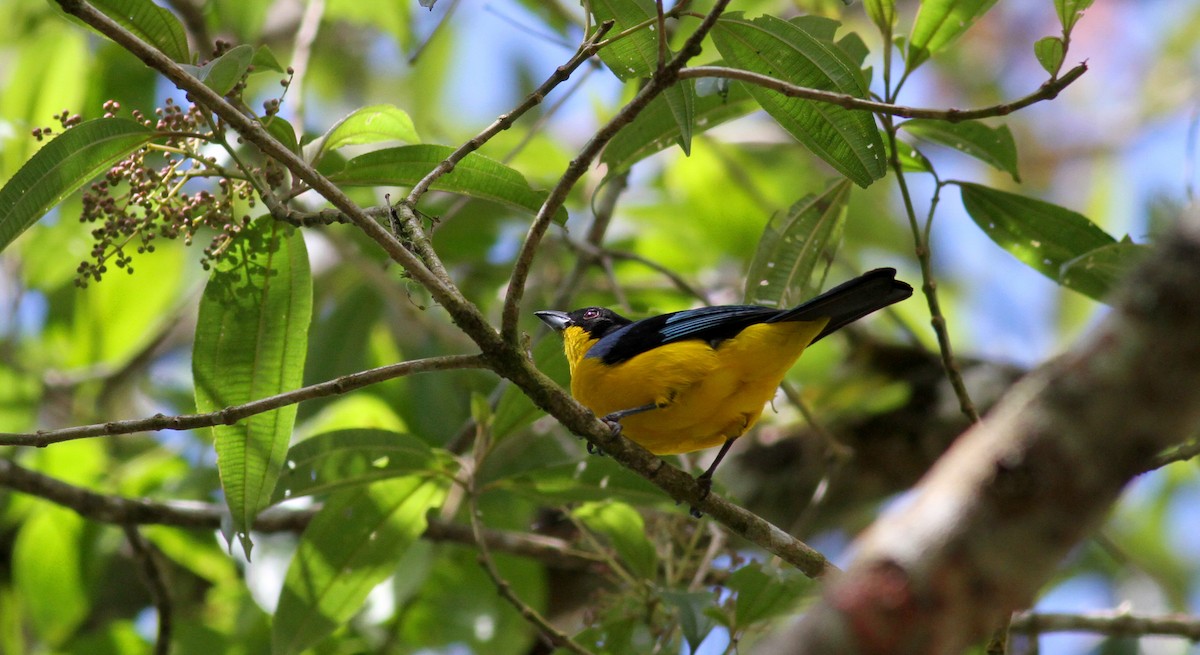 Blue-winged Mountain Tanager (Blue-winged) - ML22079531