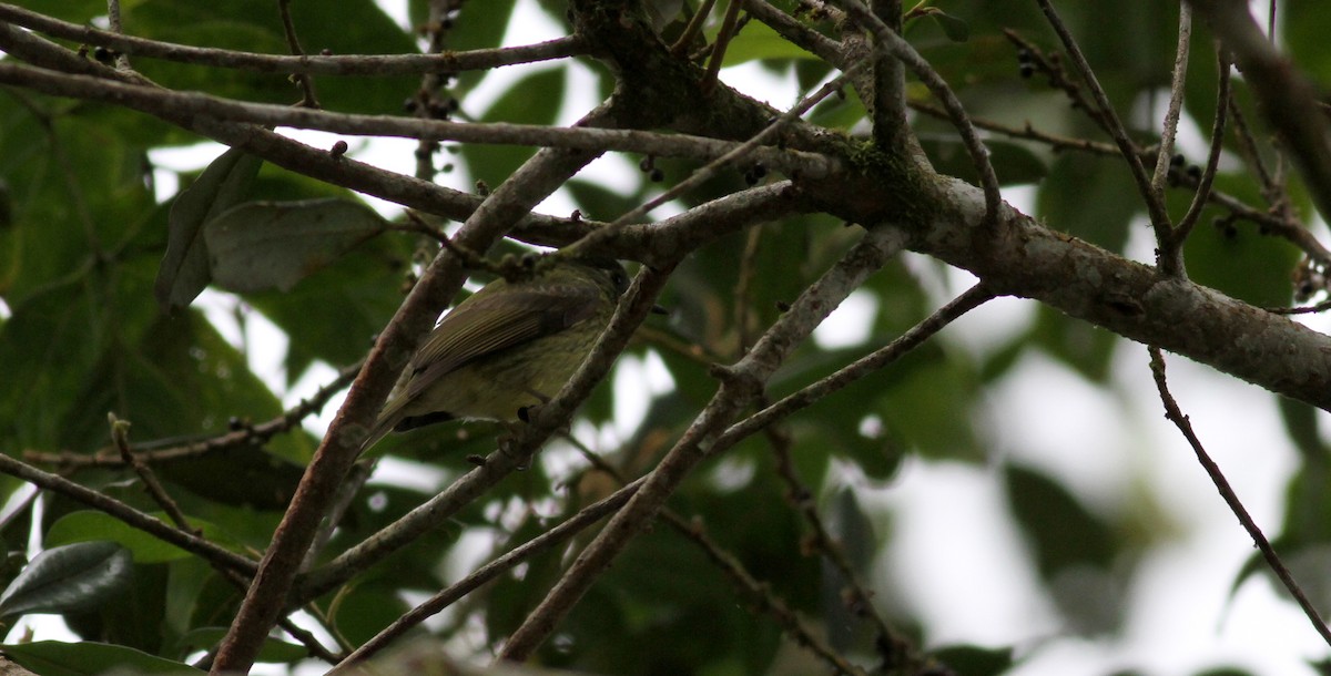 Olive-striped Flycatcher - ML22079591