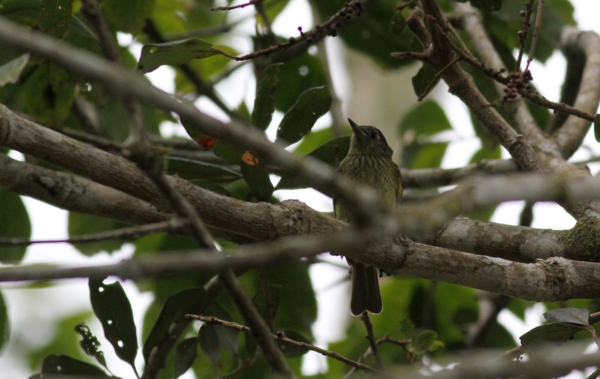 Olive-striped Flycatcher - ML22079611