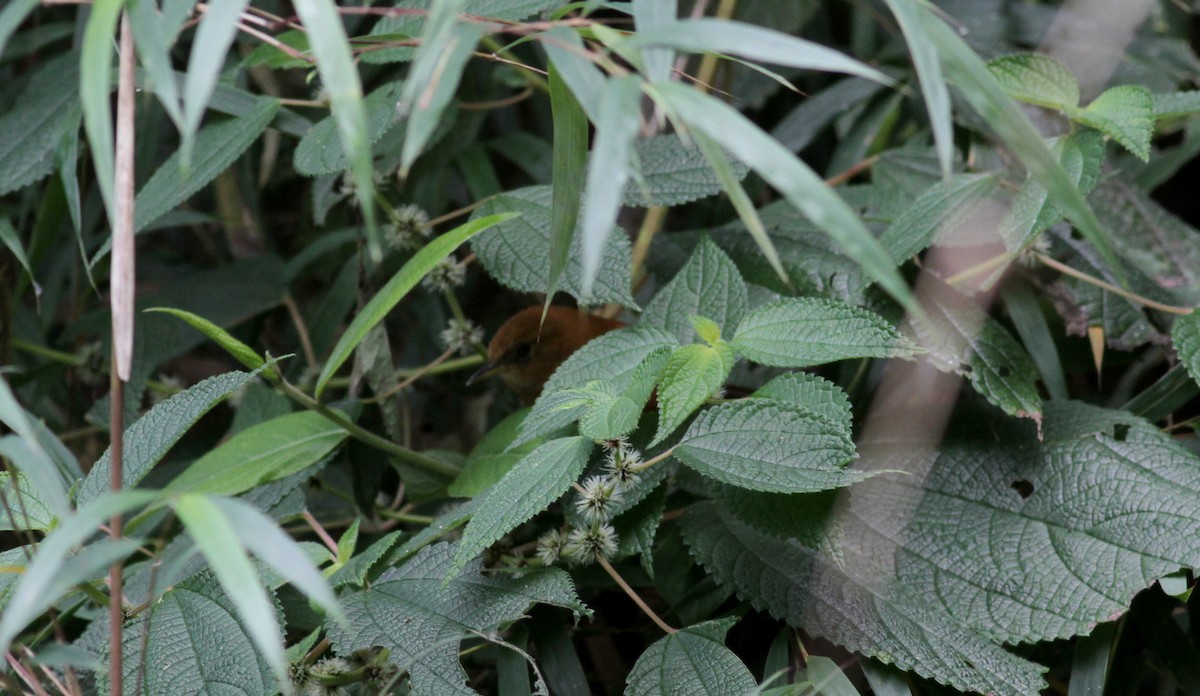 Black-throated Spinetail - ML22079641