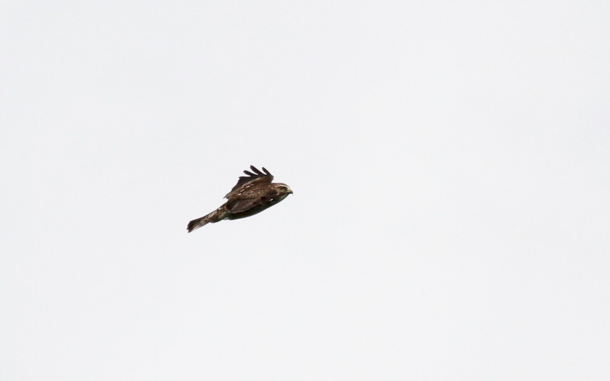 Broad-winged Hawk - ML22079661