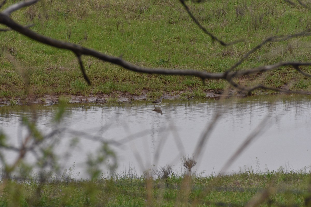 Greater Yellowlegs - Don Pearson