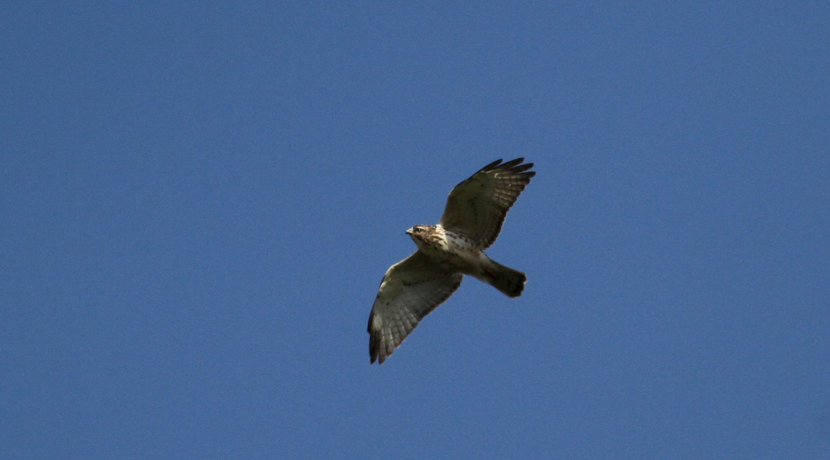 Broad-winged Hawk - ML22079691