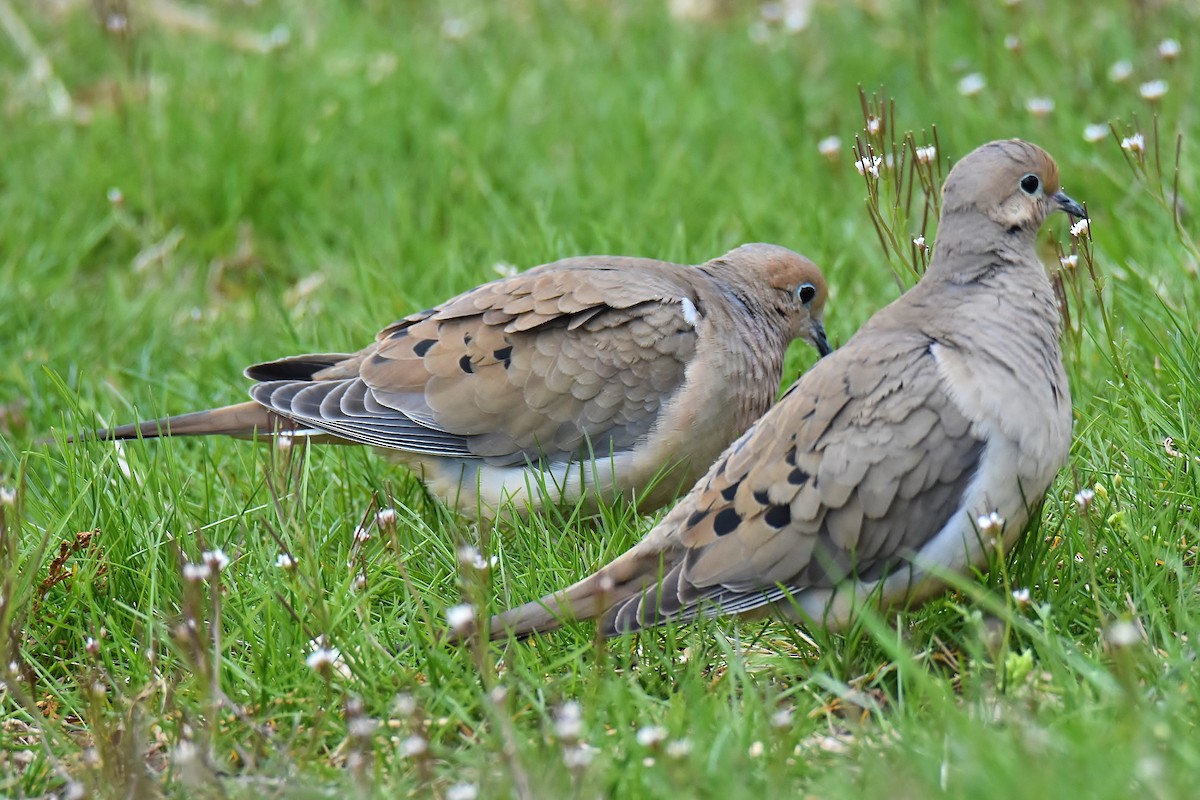 Mourning Dove - ML220796981