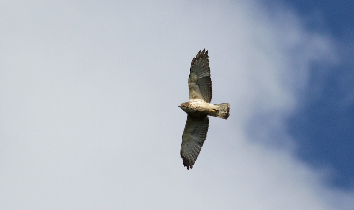 Broad-winged Hawk - ML22079701