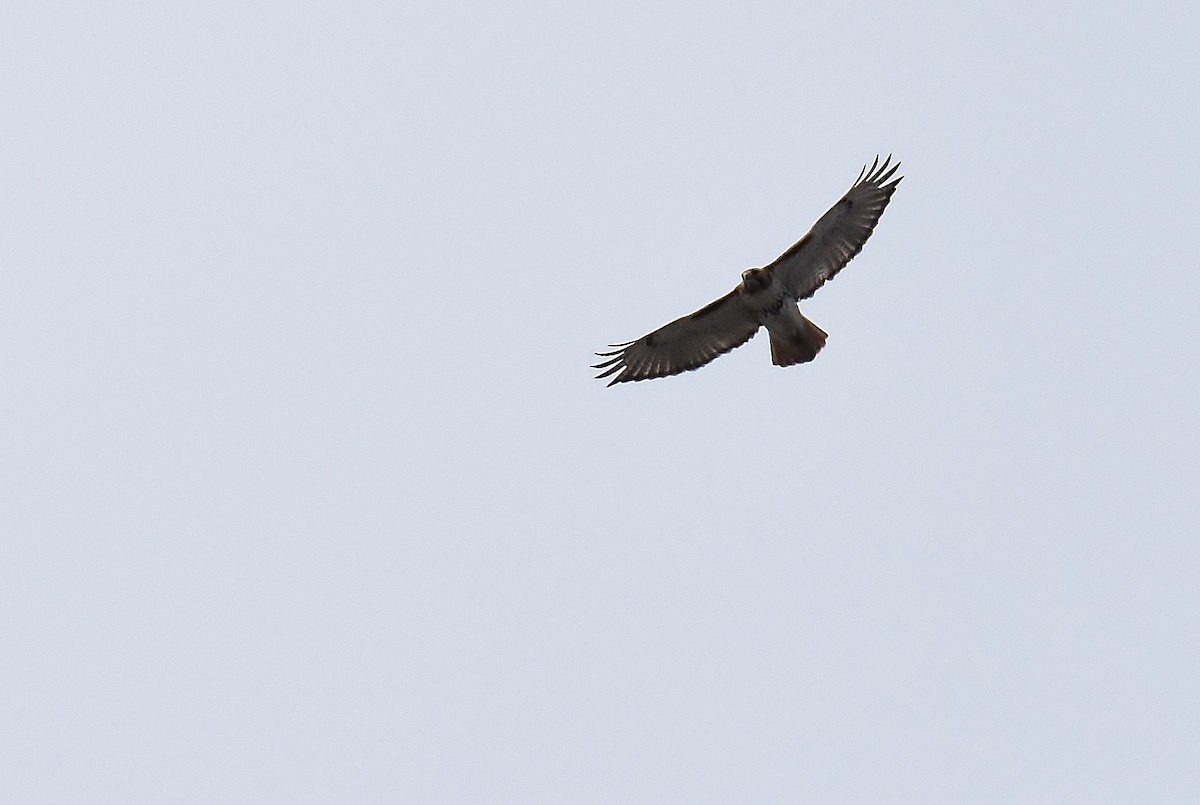 Red-tailed Hawk - ML220797061