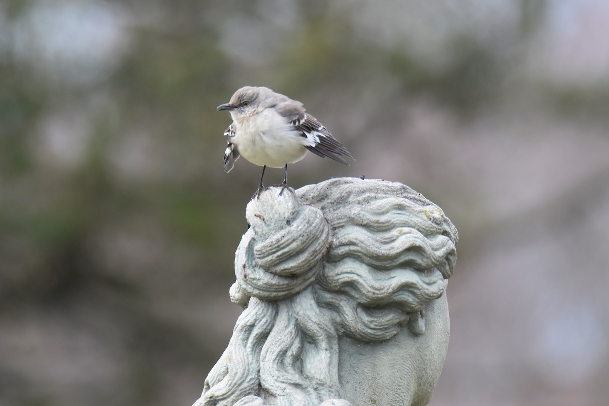 Northern Mockingbird - Gigi A