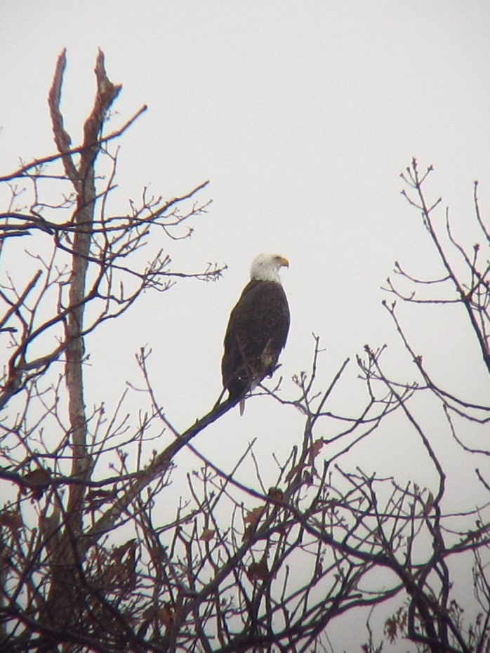 Bald Eagle - Jeffrey Turner