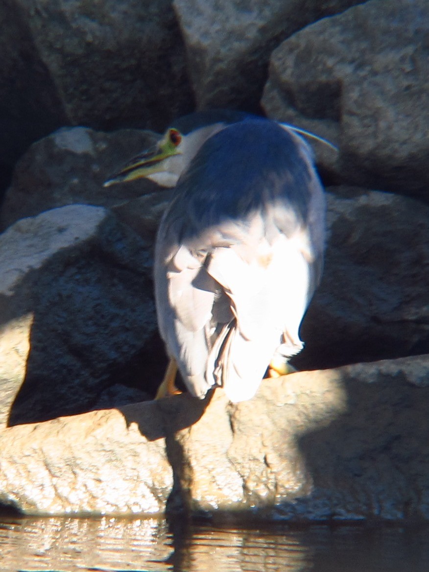 Black-crowned Night Heron - Jeffrey Turner