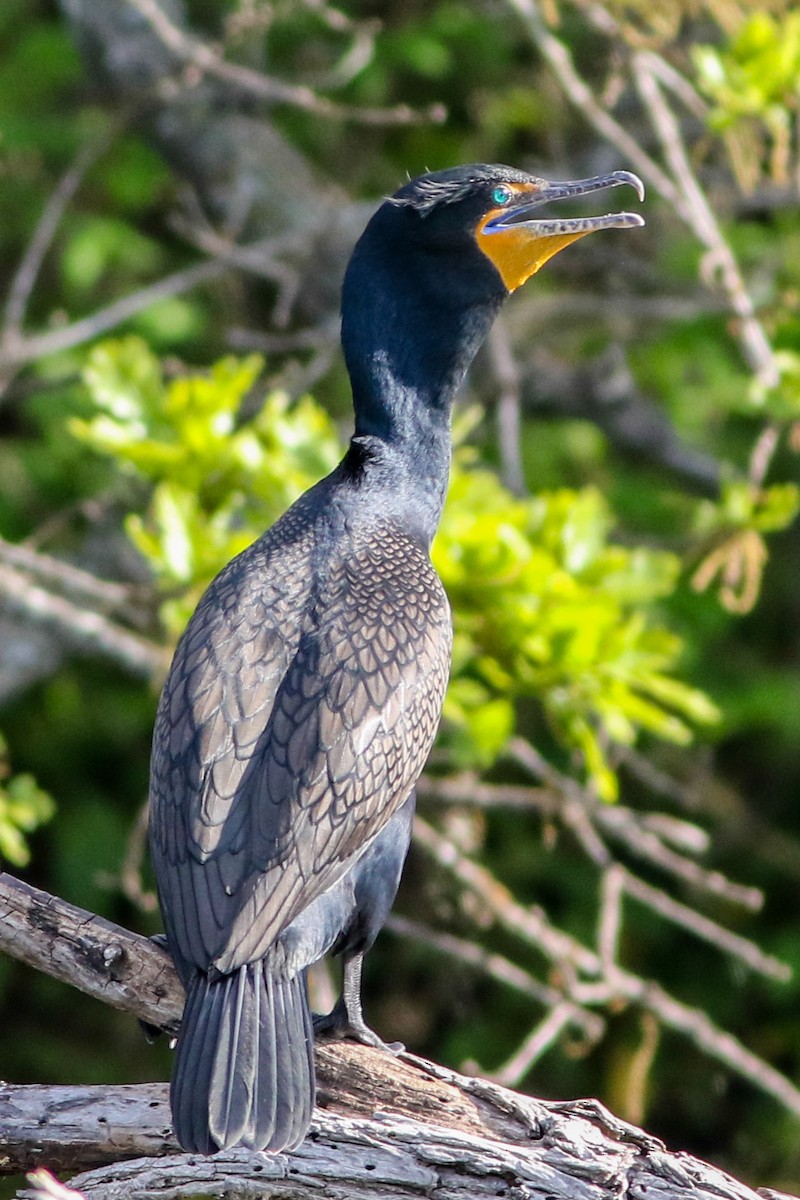 Double-crested Cormorant - Byron Stone