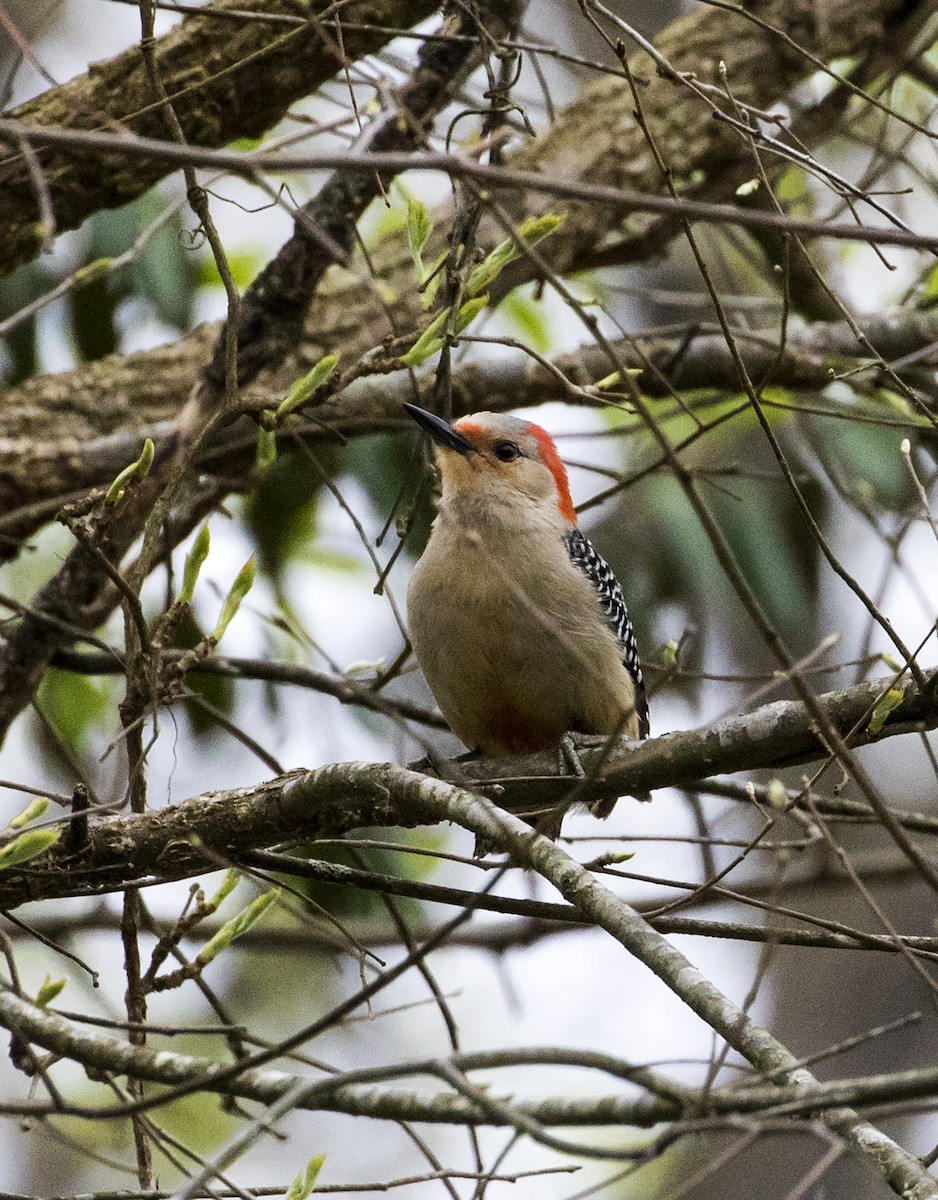 Red-bellied Woodpecker - ML220798631