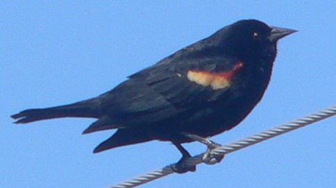 Red-winged Blackbird - ML220798751