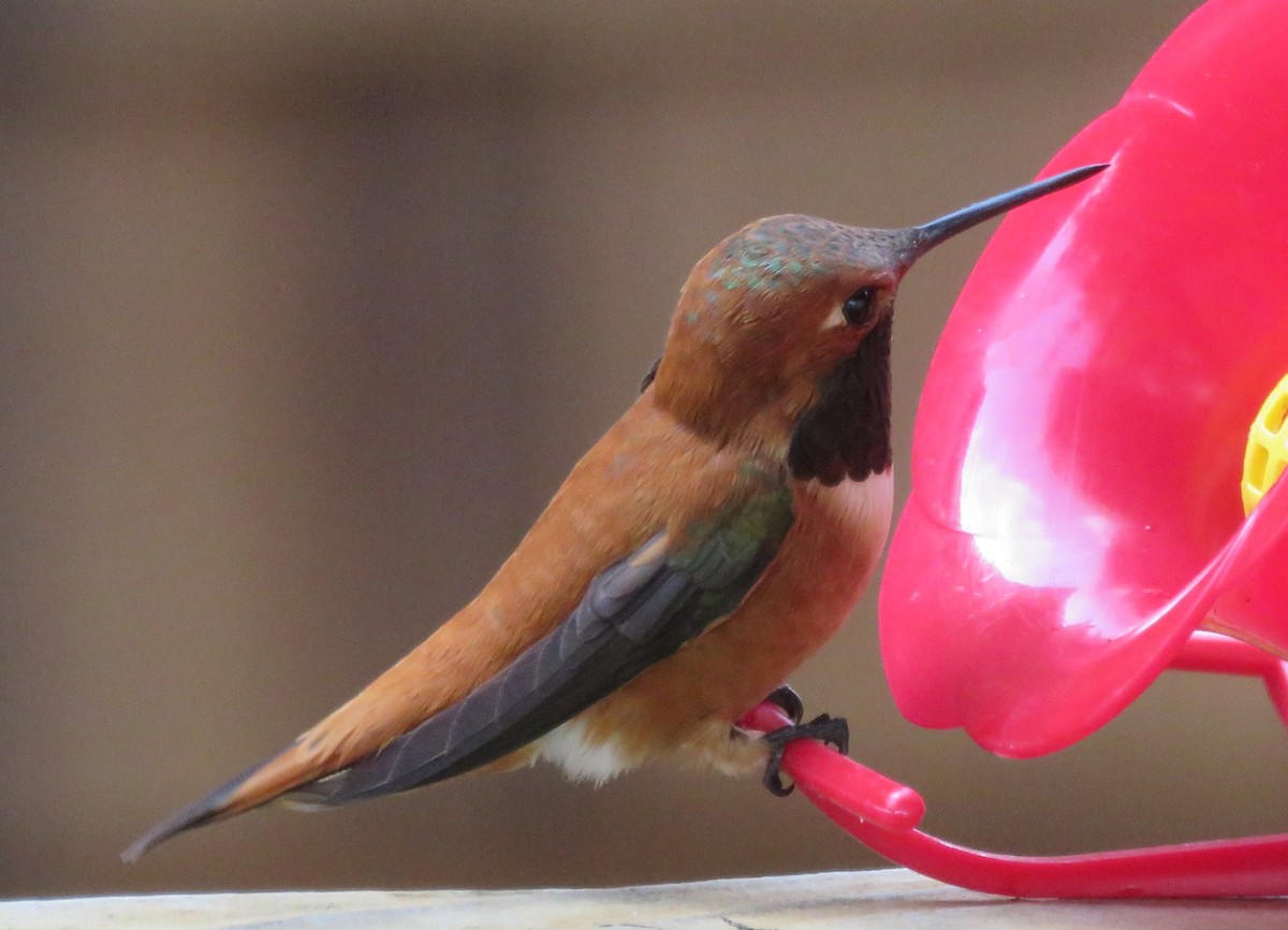 Rufous Hummingbird - Colin Meusel