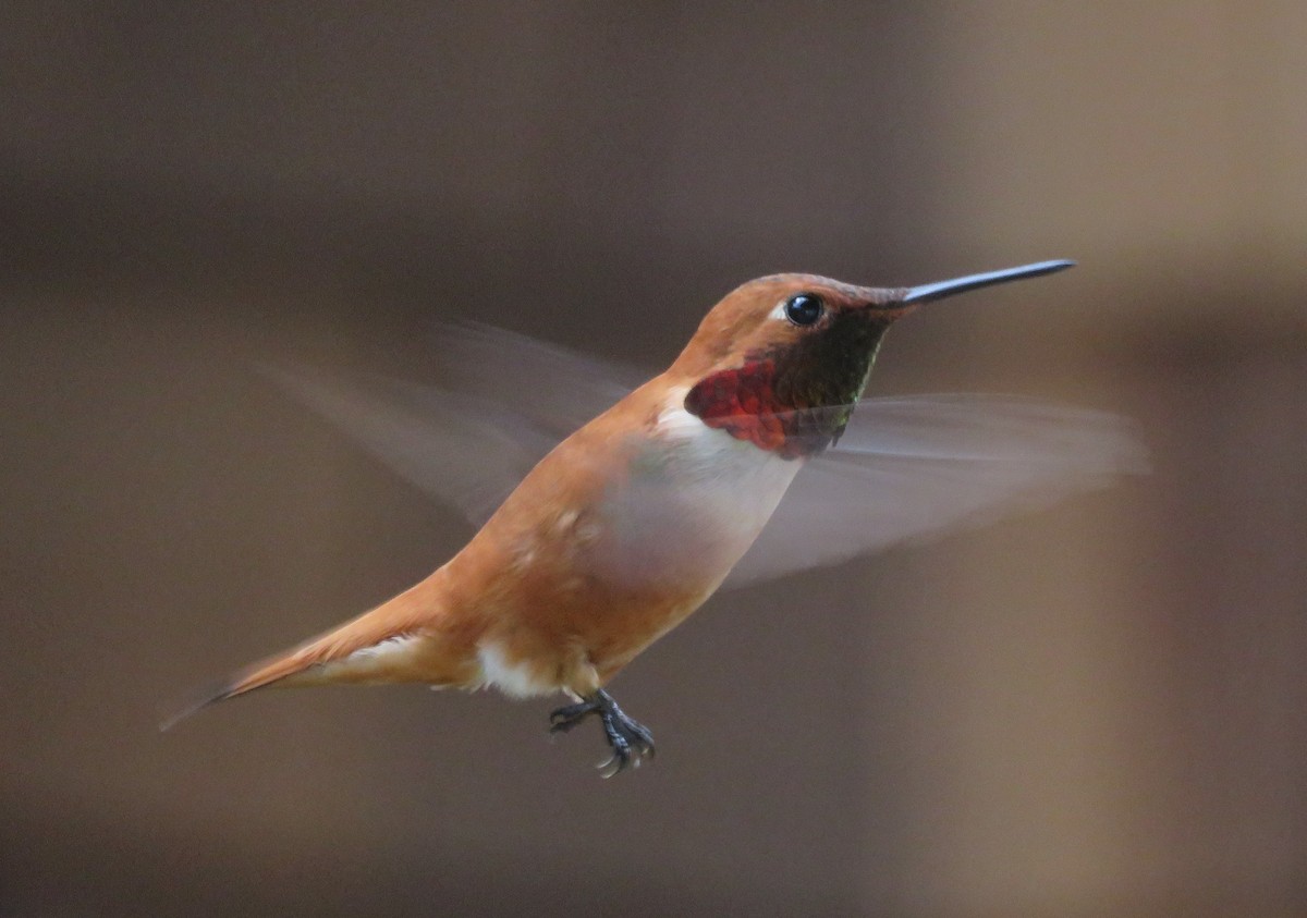 Rufous Hummingbird - ML220799501